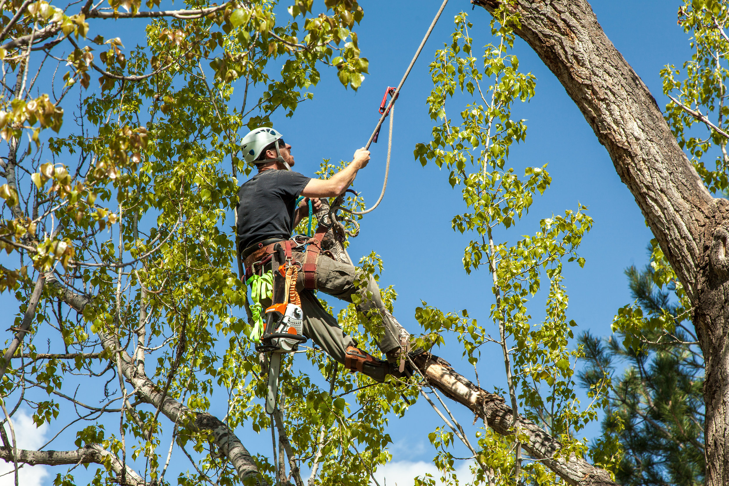 Entreprise d'abattage d'arbres