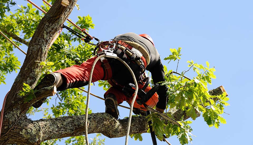 Entreprise d'abattage d'arbres