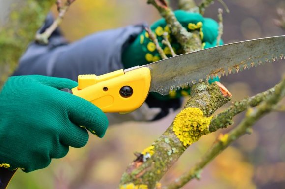 Élagage des branches sèches d'un sapin à Dinan - Ecureuil Elagage 