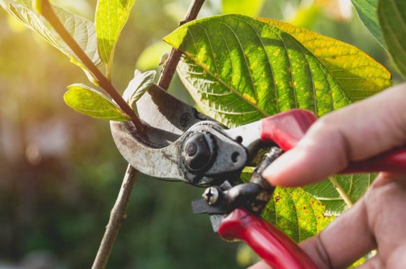 Taille d'arbre fruitier dans un jardin de particulier à Dinan - Ecureuil Elagage 