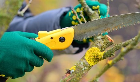 Élagage des branches sèches d'un sapin à Dinan - Ecureuil Elagage 