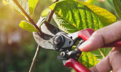 Taille d'arbre fruitier dans un jardin de particulier à Dinan - Ecureuil Elagage 